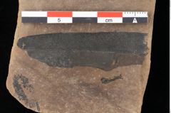 Foto (Detailansicht) von Quercus palaeoilex Ettingshausen (NHMW-GEO-2024-0188-0745)